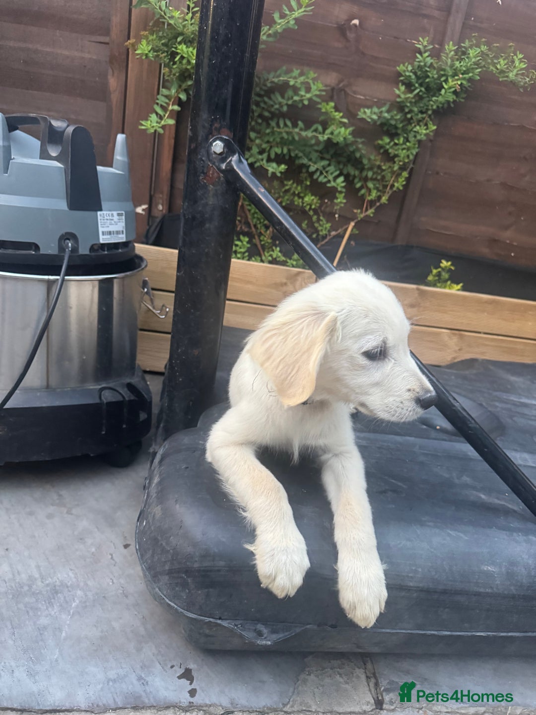 Golden Retriever dogs for sale: Beautiful April Fools Day Golden Retriever Puppies - Image 6