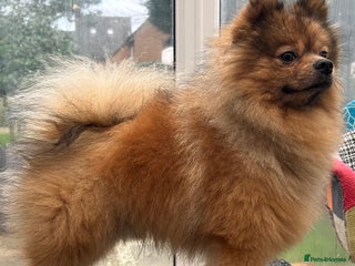 Pomeranian dogs Very fluffy Orange Sable Pomeranian boy - Advert 5