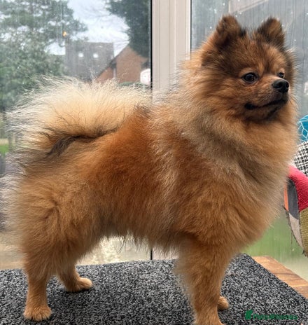 Pomeranian dogs Very fluffy Orange Sable Pomeranian boy - Advert 2