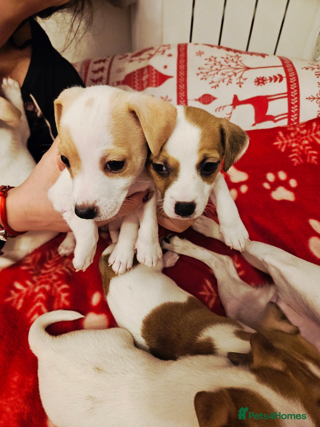 Jack Russell dogs for sale: LOVELY JACK RUSSELL PUPPIES FOR SALE. - Advert 8
