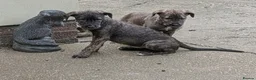 Irish Wolfhound dogs for sale: Irish Wolfhound Puppies  - Advert 20
