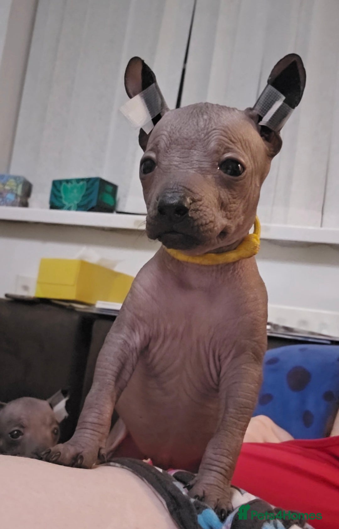 Mexican Hairless dogs for sale: Kc registered Xoloitzcuintle miniature puppies  - Advert 31
