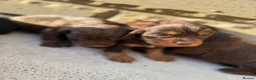 Cocker Spaniel dogs for sale: Kc registered cocker spaniel puppies  in Bishop Auckland - Advert 8