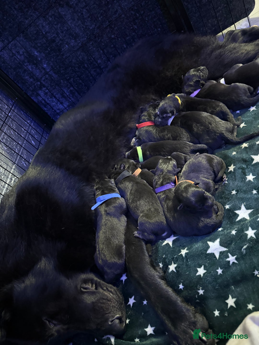 German Shepherd dogs for sale: German shepherd puppies  - Image 3