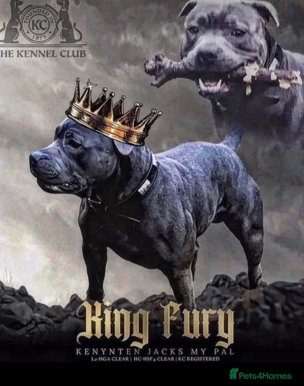 Staffordshire Bull Terrier dogs KC KING FURY X KASSIUS DAUGHTER PUPS  - Advert 2