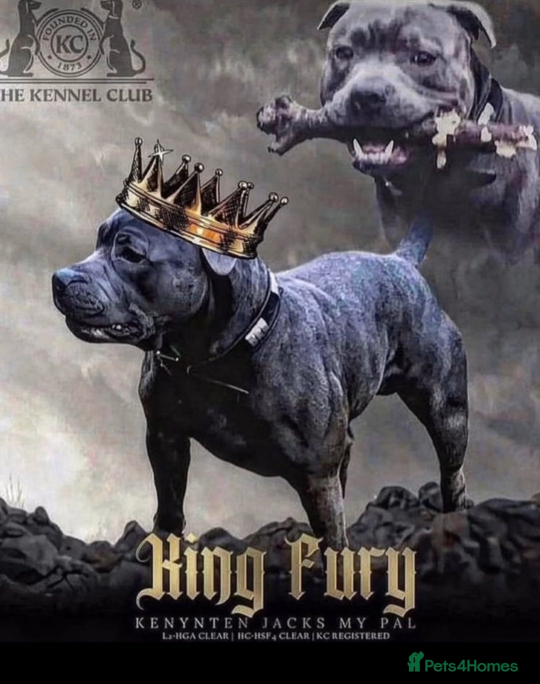 Staffordshire Bull Terrier dogs for sale: KC KING FURY X KASSIUS DAUGHTER PUPS  - Advert 1
