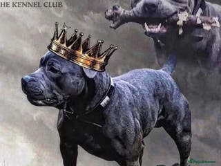 Staffordshire Bull Terrier dogs KC KING FURY X KASSIUS DAUGHTER SOLID BLUE PUPS - Advert 2