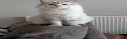 Siberian cats for sale: 1yr unneutred Neva masquerade Male Siberian - Advert 7