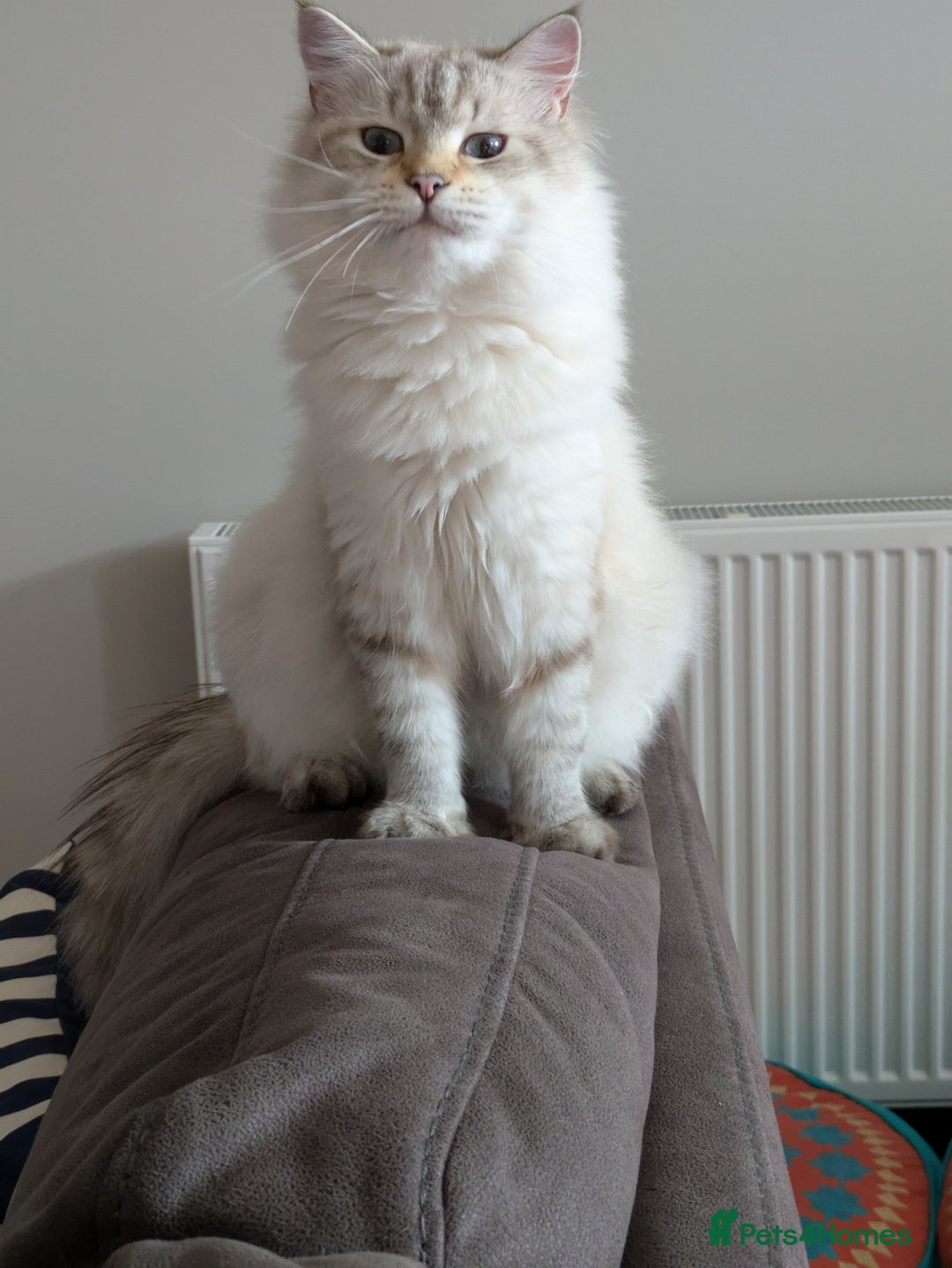Siberian cats for sale: 1yr unneutred Neva masquerade Male Siberian - Advert 7