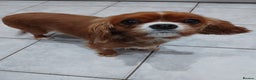 Cavalier King Charles Spaniel dogs for sale: Pedigree Cavalier King Charles GIRL - Advert 5