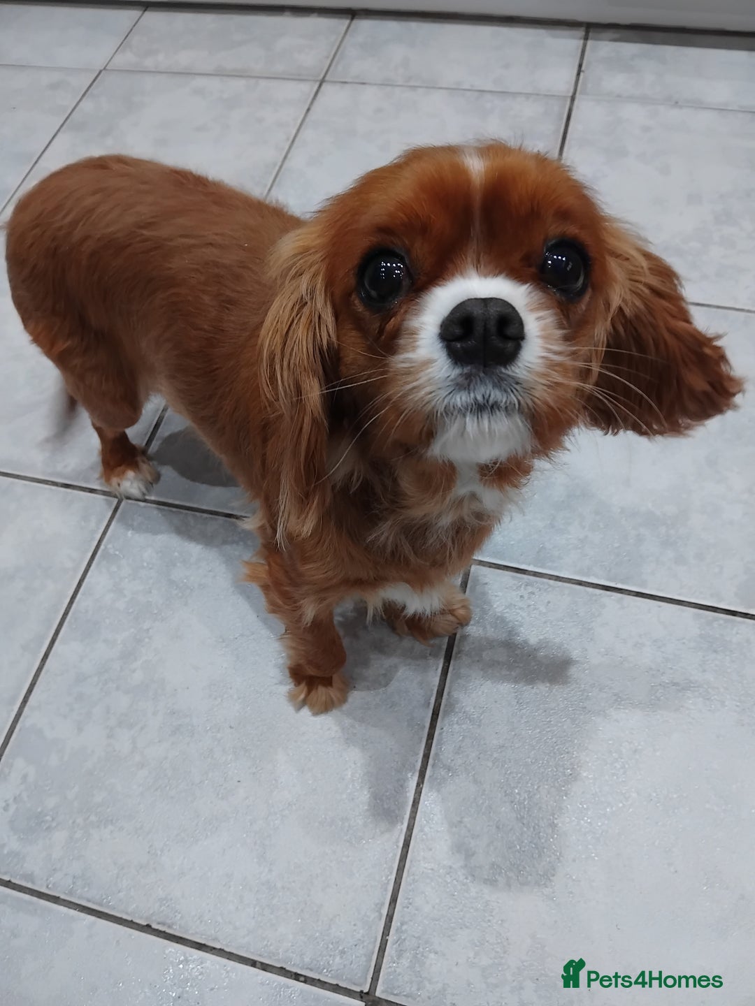 Cavalier King Charles Spaniel dogs for sale: Pedigree Cavalier King Charles GIRL - Advert 5