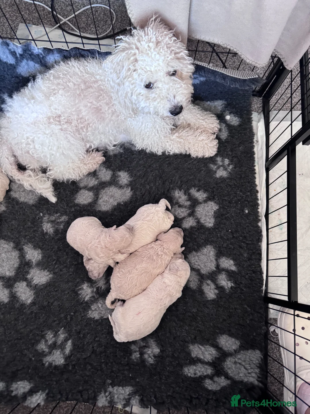 Poochon dogs for sale: One Beautiful fluffy girl left!  - Advert 2
