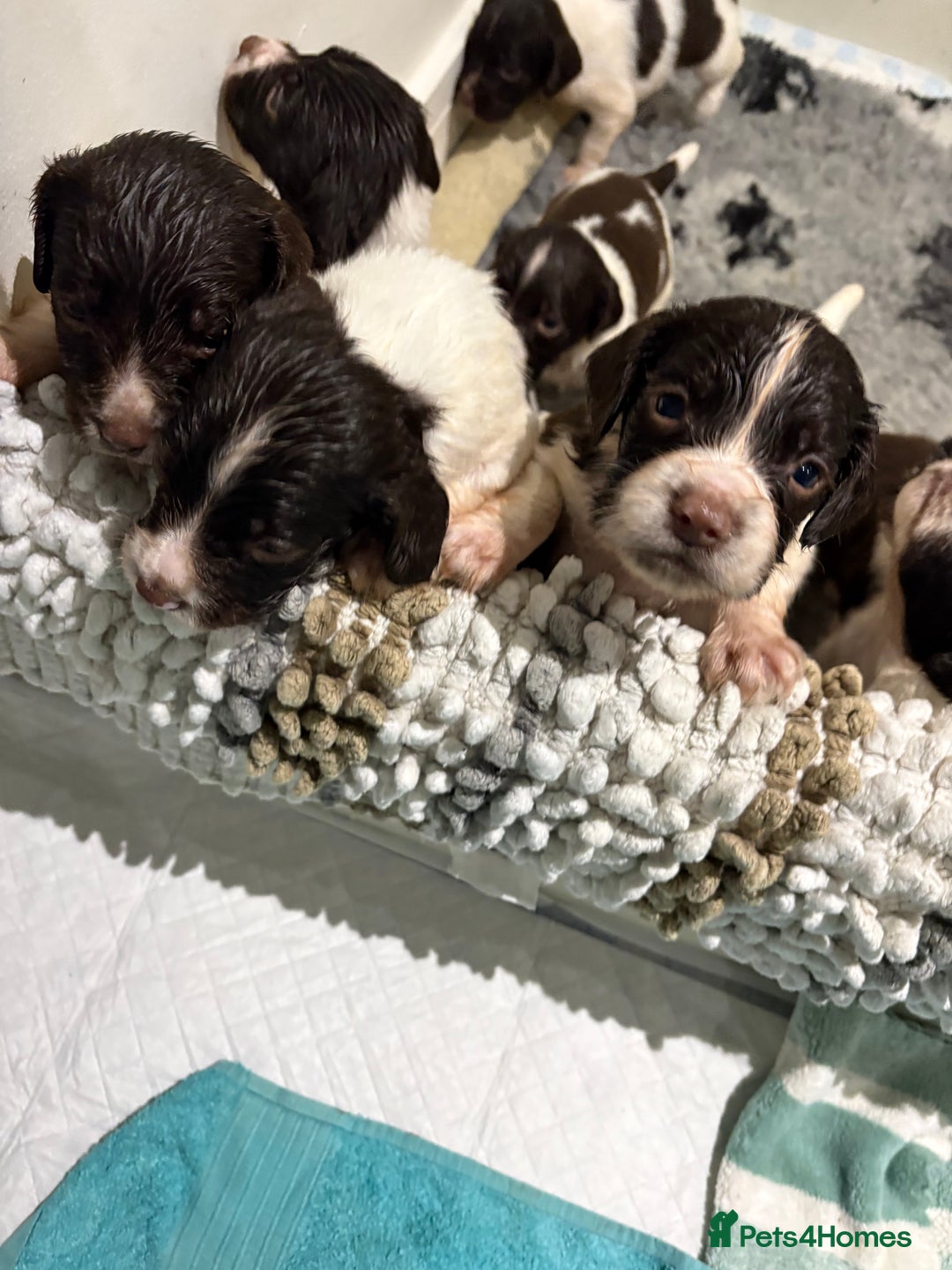 English Springer Spaniel dogs for sale: Quality English springer spaniel puppies  - Advert 15