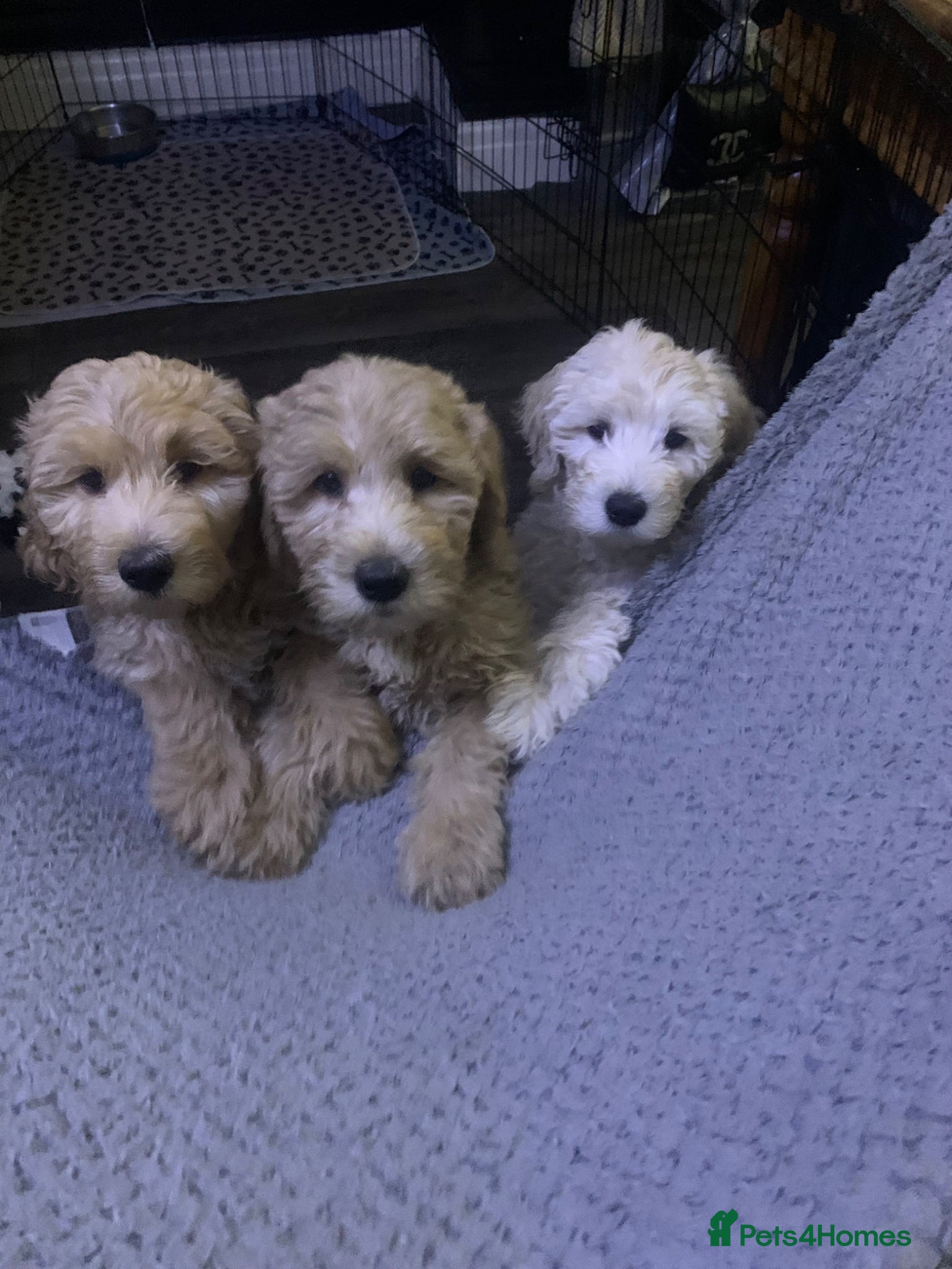 Double Doodle dogs Labradoodle - Advert 6