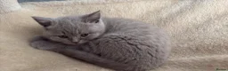 British Shorthair cats for sale: British Short Hair Blue and Lillac Kittens Females - Advert 12