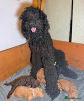 Goldendoodle dogs Beautiful Rainbow Litter of Goldendoodles - Advert 3