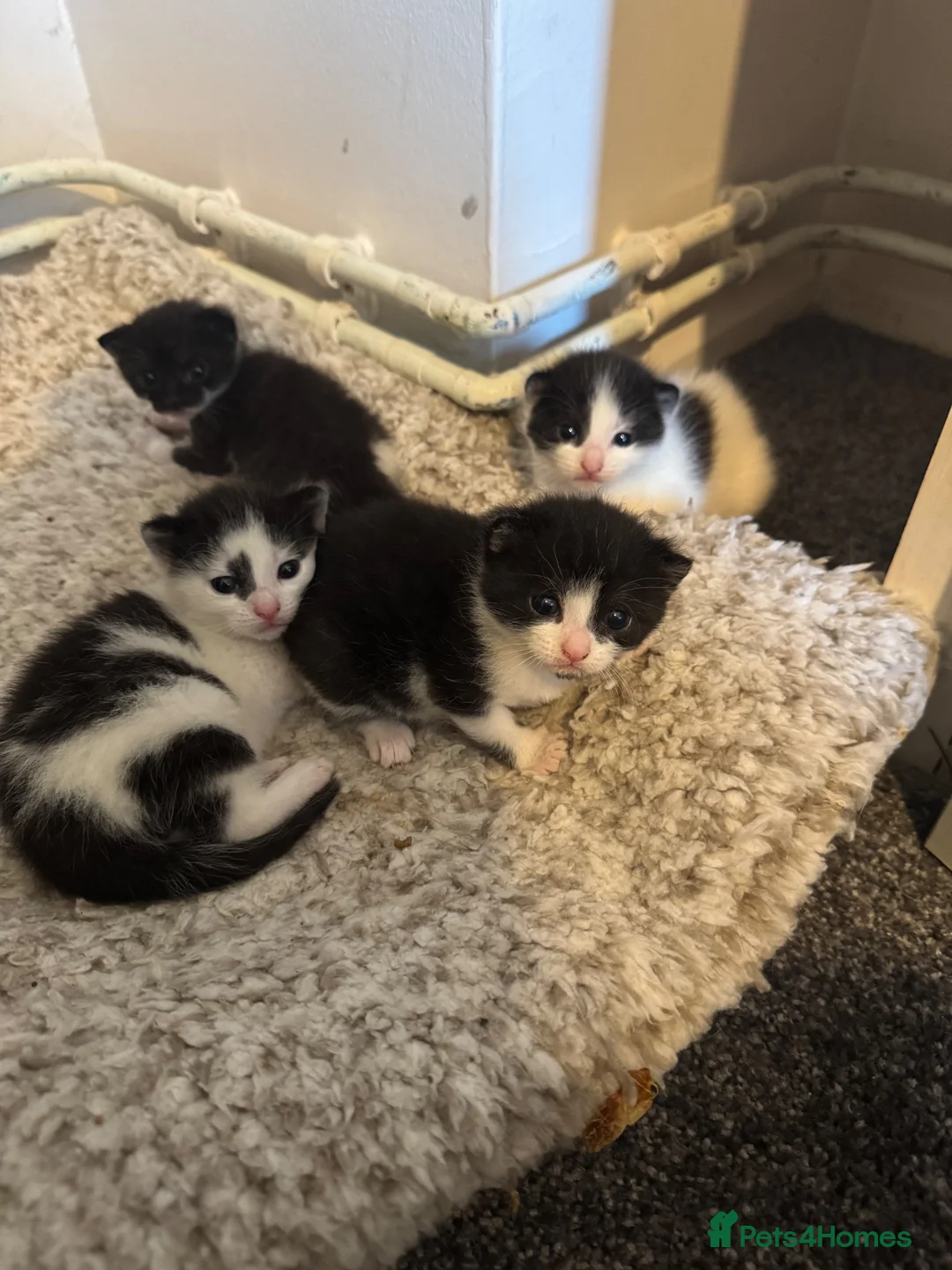 Domestic Shorthair cats for sale: Black and white kittens  - Advert 2