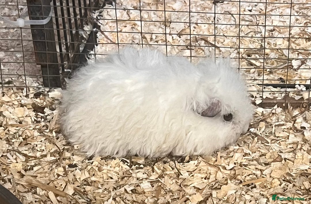 Guinea Pig rodents for sale: Texel, Lunkarya and Swiss boys available - Advert 5