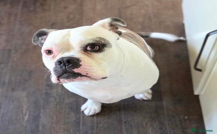 American Bulldog dogs - Advert 2