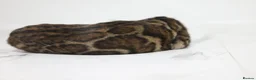 Bengal cats for sale: Unique Bloodline Bengals Tica Reg in Musselburgh - Advert 5