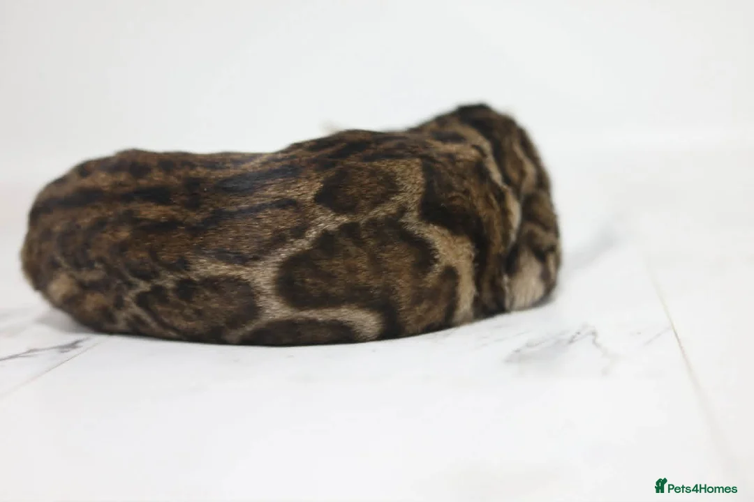 Bengal cats for sale: Unique Bloodline Bengals Tica Reg in Musselburgh - Advert 5