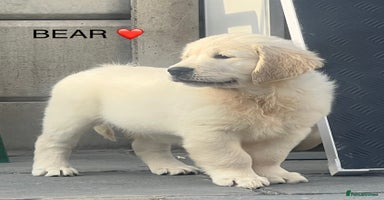 Golden Retriever dogs - Advert 9