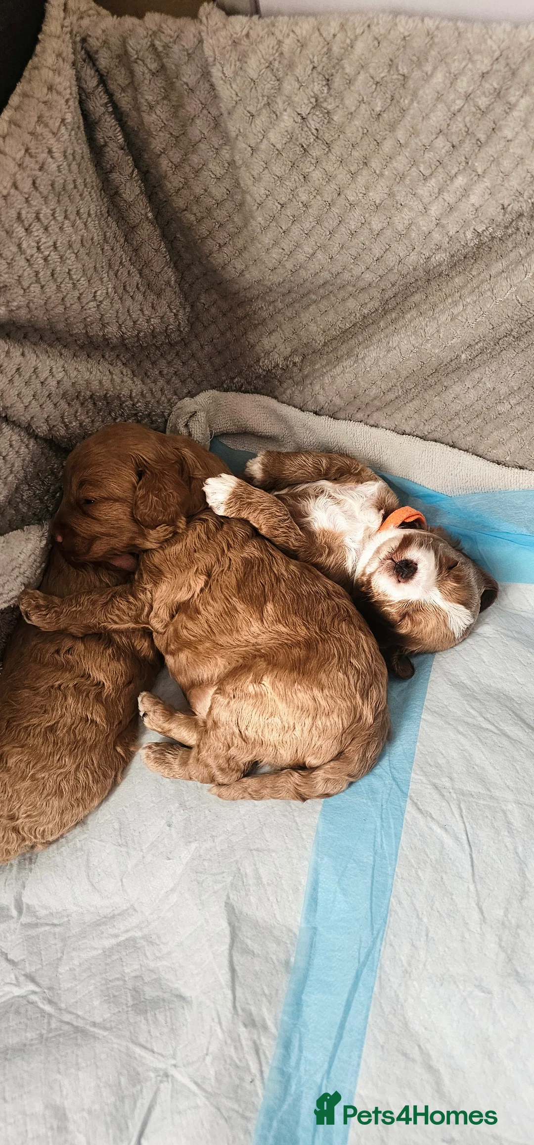 Cavapoo dogs for sale: Cavapoo for sale - Advert 17
