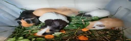 Guinea Pig rodents for sale: Guinea pigs available  - Advert 3
