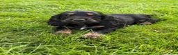 Cocker Spaniel dogs for sale:  show type cocker spaniel puppies🐾 - Advert 19