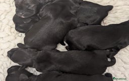 Miniature Schnauzer dogs for sale: Fully Health Tested,Kc Reg'd Mini Schnauzer Pups  - Image 10