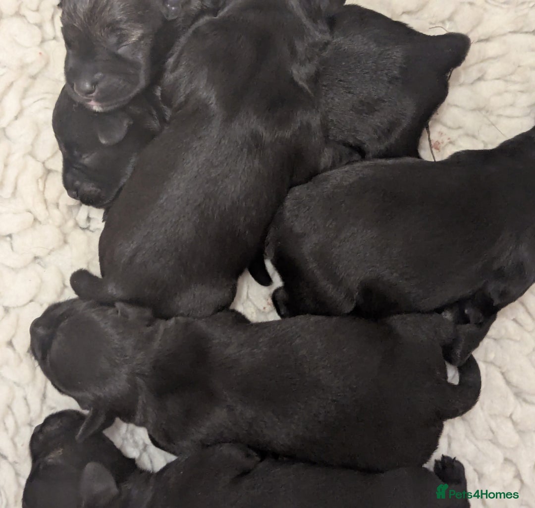 Miniature Schnauzer dogs for sale: Fully Health Tested,Kc Reg'd Mini Schnauzer Pups  - Image 10