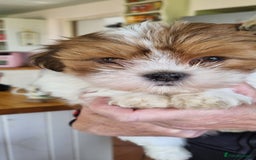 Lhasa Apso dogs for sale: KC Registered lhasa Apso puppies - Image 6