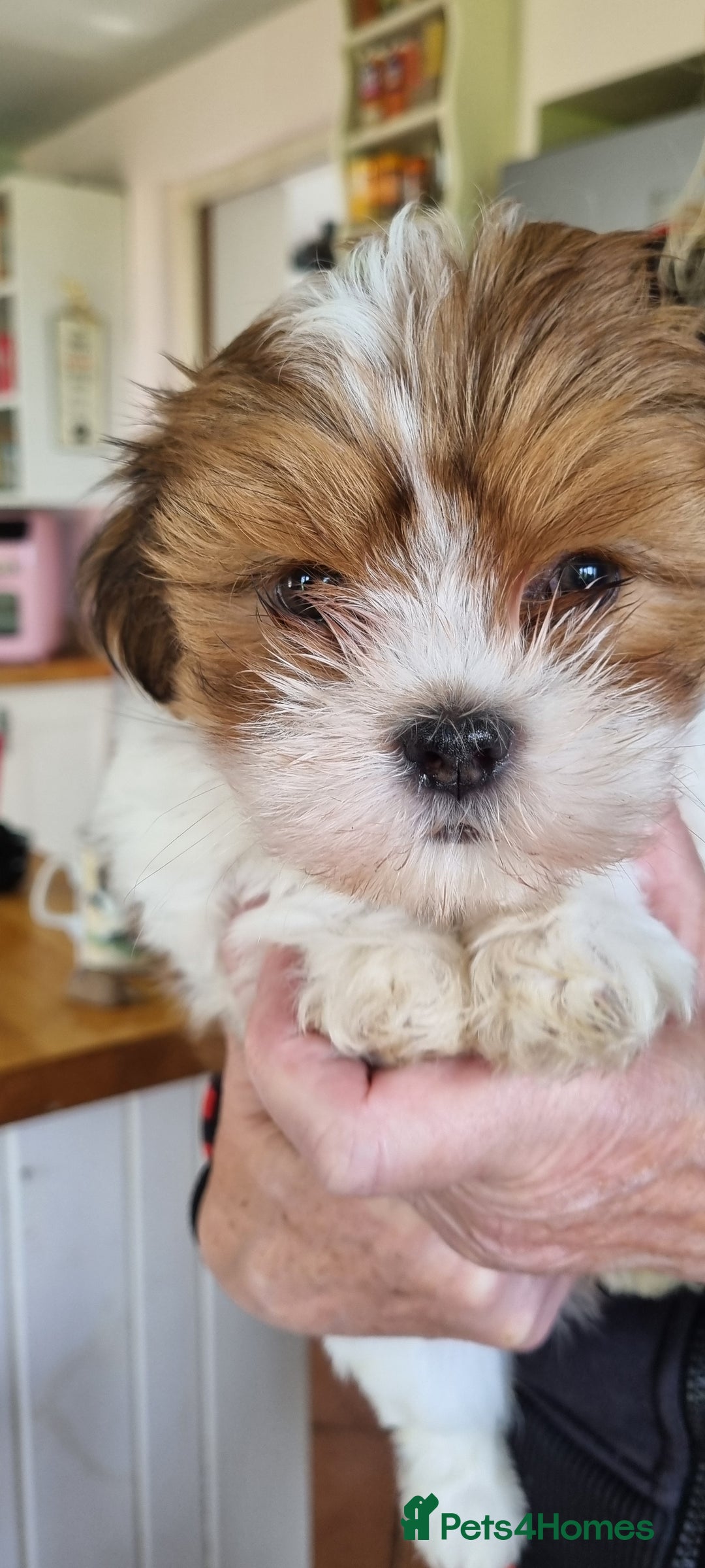 Lhasa Apso dogs for sale: KC Registered lhasa Apso puppies - Image 6