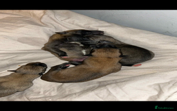 Mixed Breed dogs for sale: Belgian Malinois X Greyhound   - Image 9