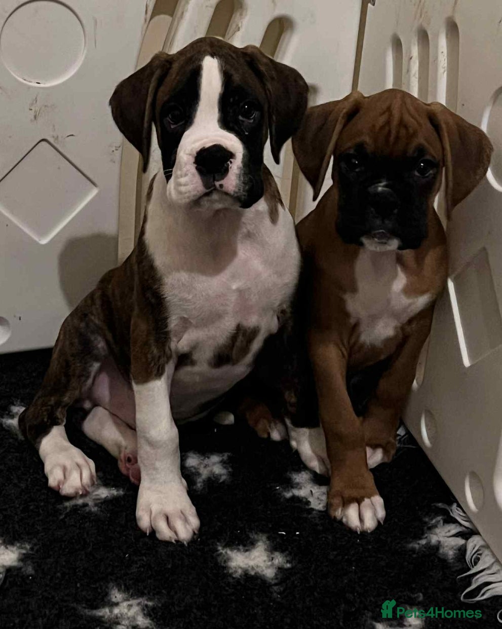 Boxer dogs Last boy Outstanding  KC Boxer puppies - Advert 6