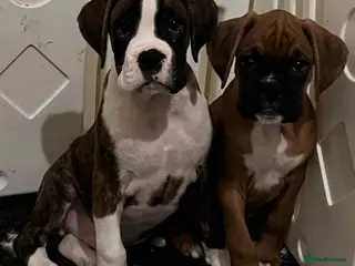 Boxer dogs Last boy Outstanding KC Boxer puppies - Advert 6