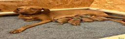 Hungarian Vizsla dogs for sale: 5 handsome Hungarian Viszla puppies for sale in Southport - Advert 2