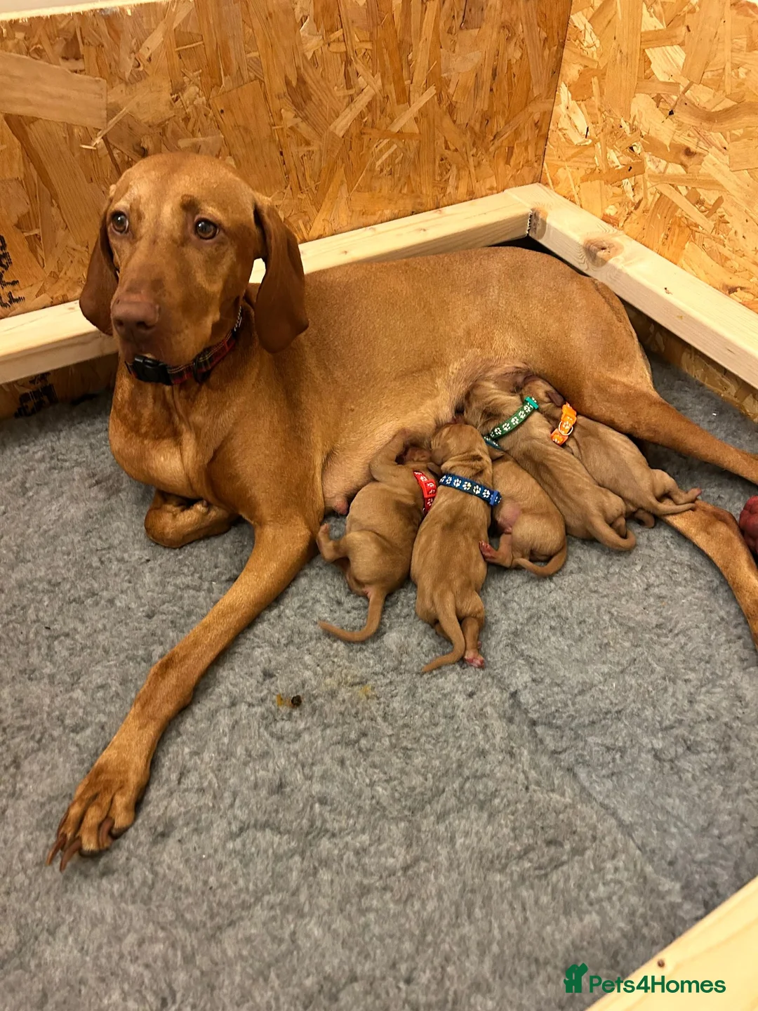 Hungarian Vizsla dogs for sale: 5 handsome Hungarian Viszla puppies for sale in Southport - Advert 2