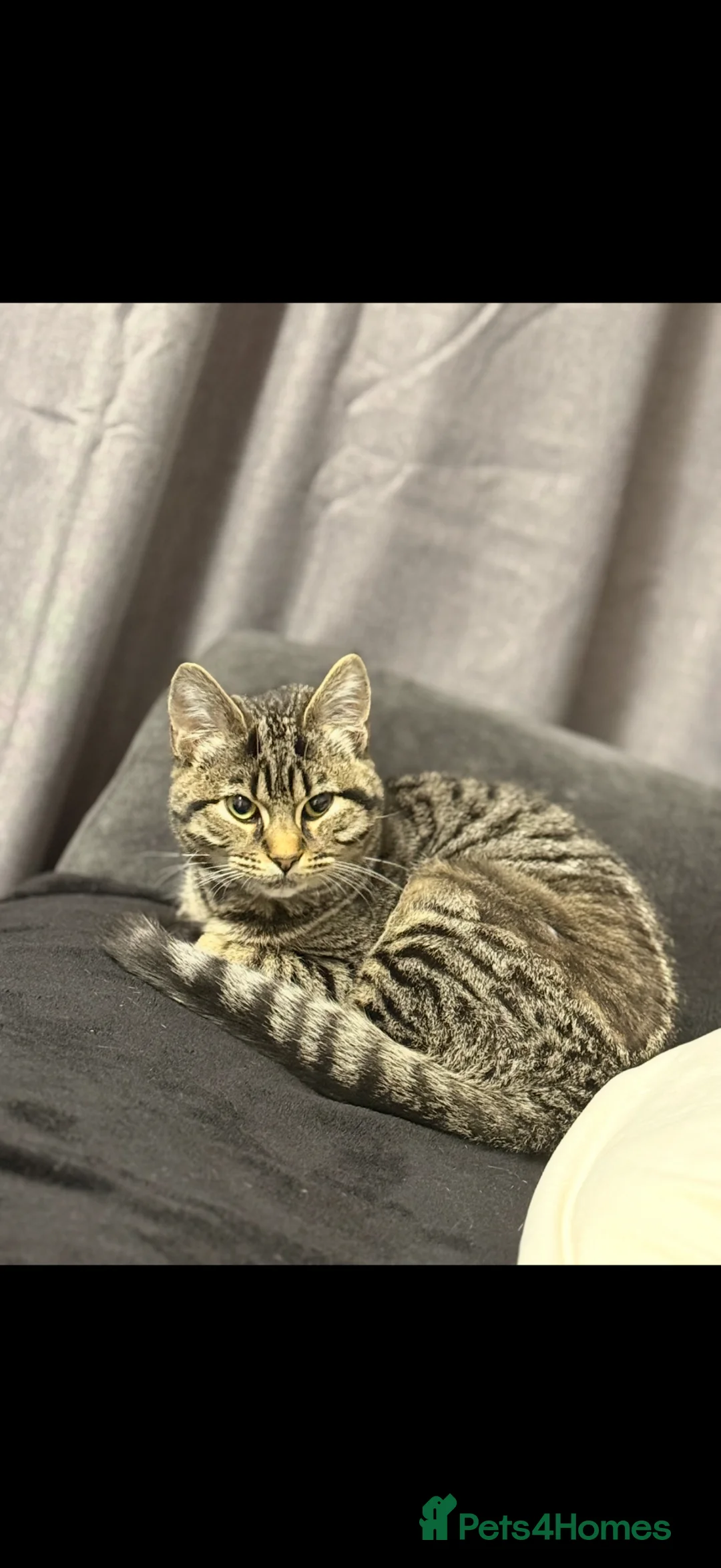 Domestic Shorthair cats for sale: Female kitten to be re-homed  - Advert 1