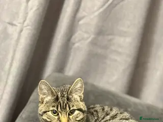 Domestic Shorthair cats Female kitten to be re-homed - Advert 1