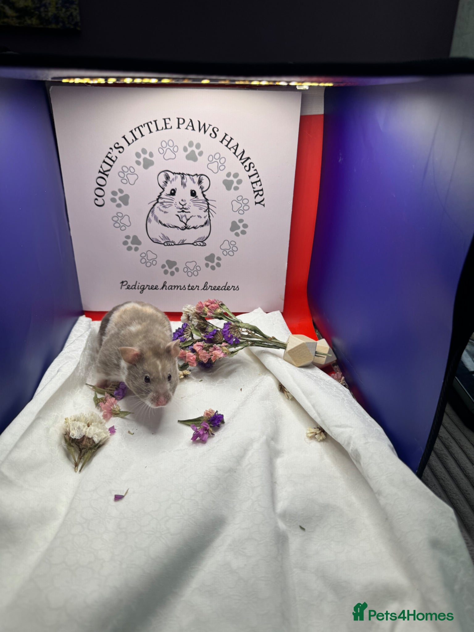 Hamster rodents TAME older hamsters  - Advert 2