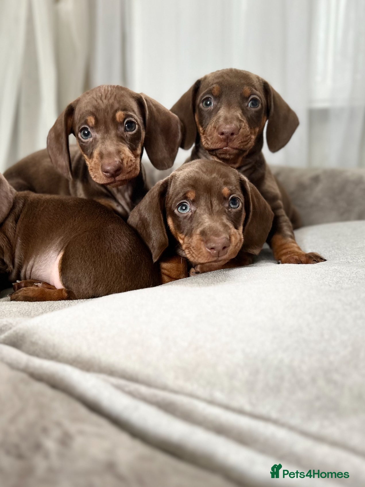 Miniature Dachshund dogs Ready NOW Mini Dachshunds  - Advert 14