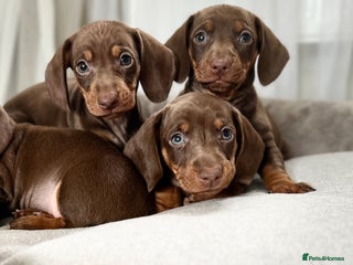 Miniature Dachshund dogs Ready NOW Mini Dachshunds - Advert 5