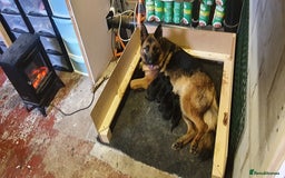 German Shepherd dogs for sale: Stunning blood line german shepherd puppy  - Image 14