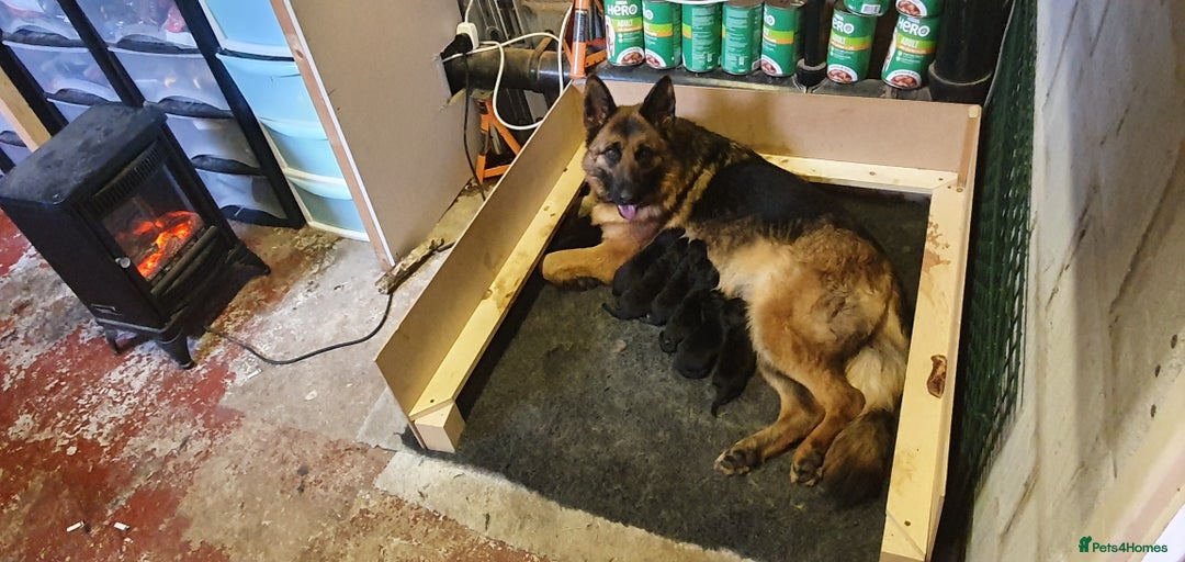 German Shepherd dogs for sale: Stunning blood line german shepherd puppy  - Image 14