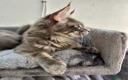 Maine Coon cats for sale: Stunning TICA Registered Maine Coon Boys Available - Image 22