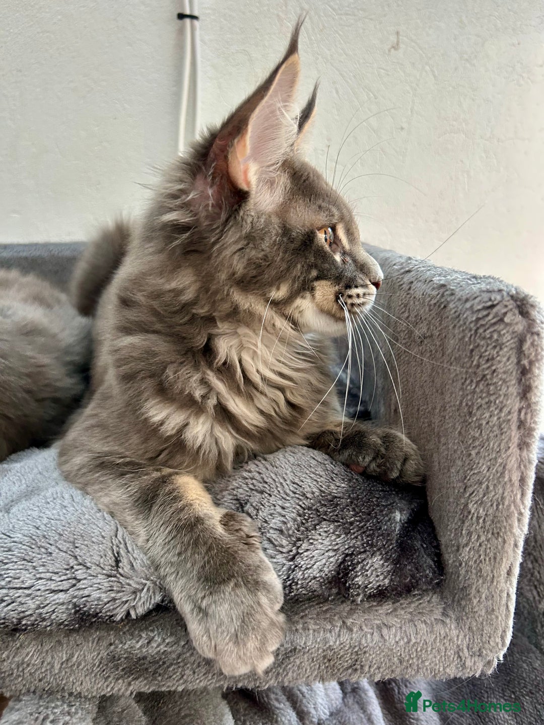 Maine Coon cats for sale: Stunning TICA Registered Maine Coon Boys Available - Image 22