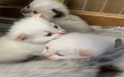 Mixed Breed cats for sale: Stunning part ragdoll kittens  - Image 1