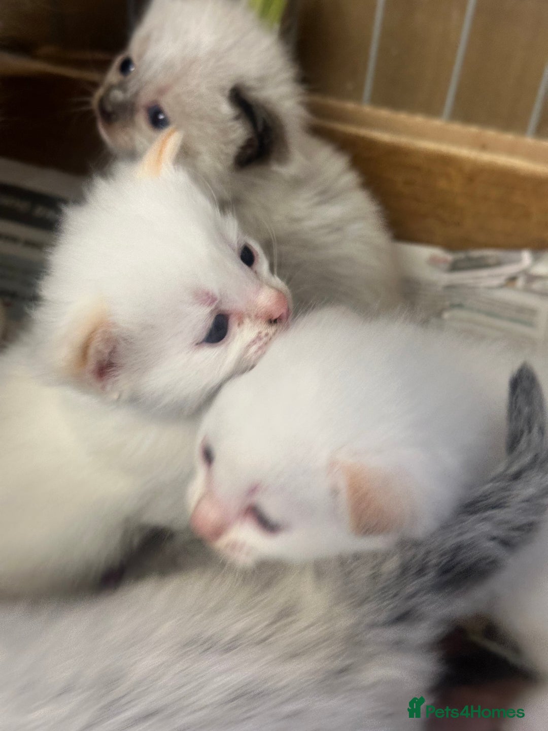 Mixed Breed cats for sale: Stunning part ragdoll kittens  - Image 1