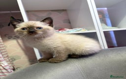 British Shorthair cats for sale: Luna’s Litter 🩶 - Image 15